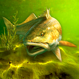 لعبة-my-fishing-world-مهكرة.webp